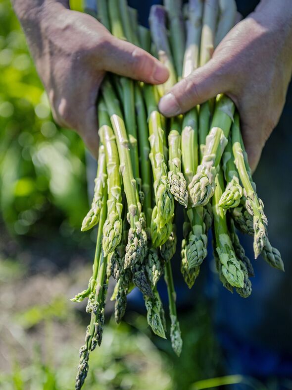 Asparagus spears are ready to harvest at 15cm tall
