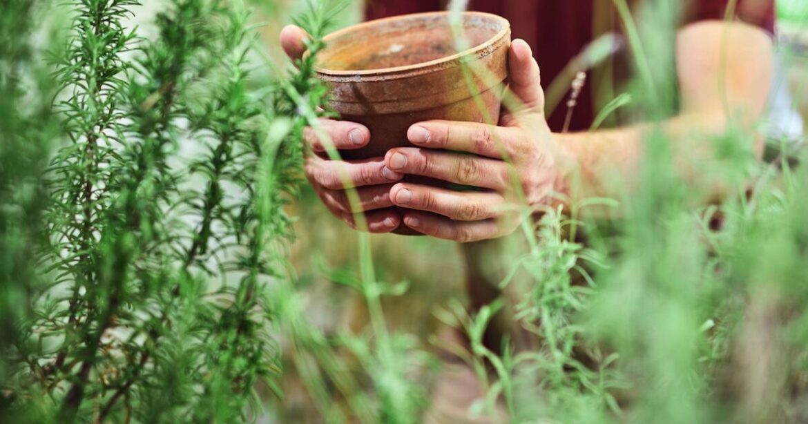 Gardeners urged to leave out bowl of water in gardens Gardeners urged to leave out bowl of water in gardens
