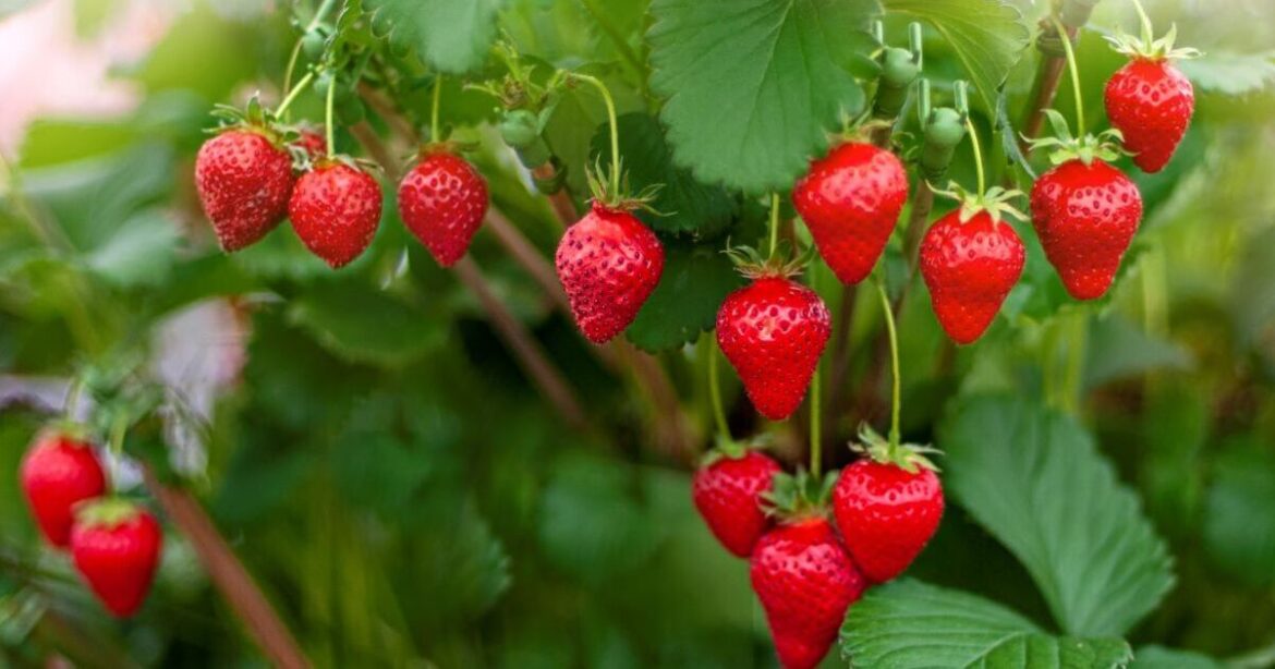 Gardeners growing strawberries urged to make 1 change next week