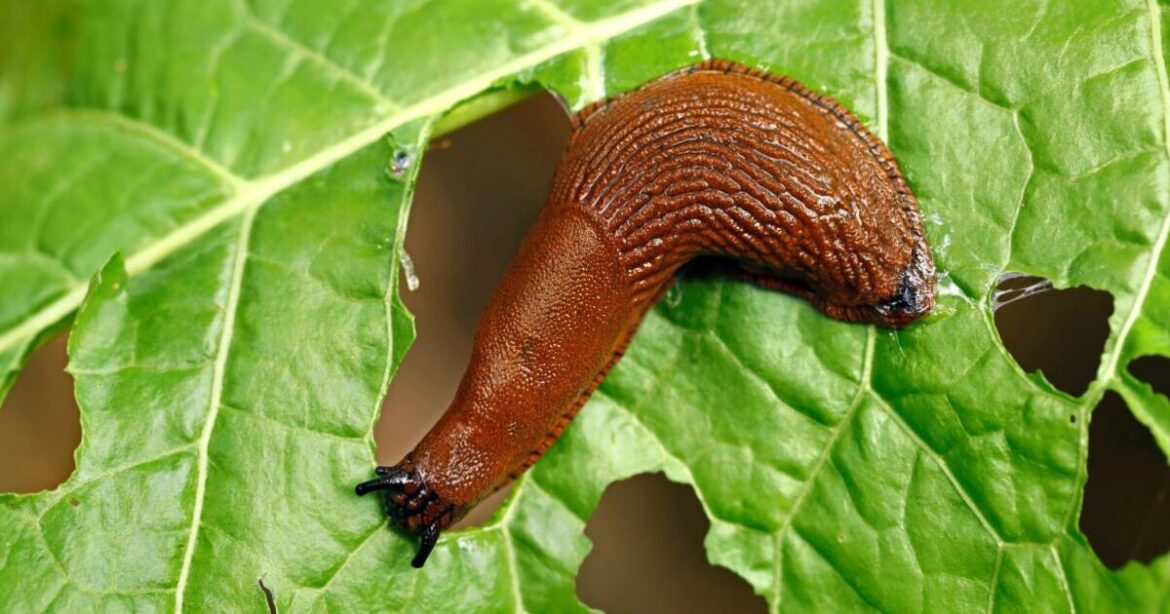 Slugs and snails will avoid your garden if you scatter this 1 spice