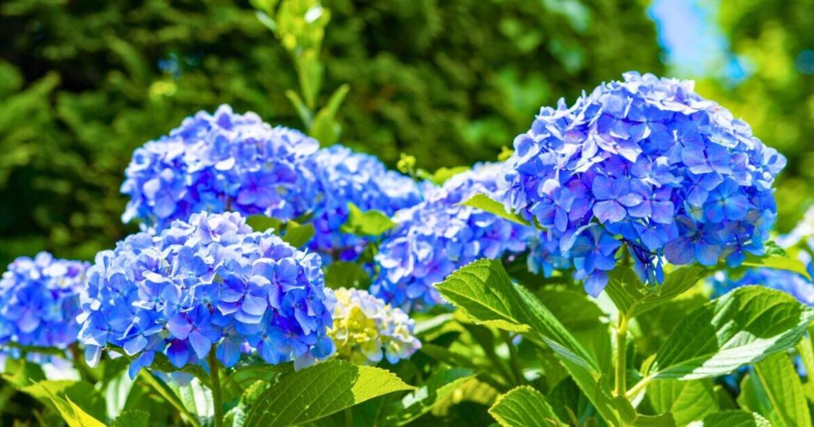 Hydrangeas will grow bigger flowers in hot weather if you avoid 1 mistake in May