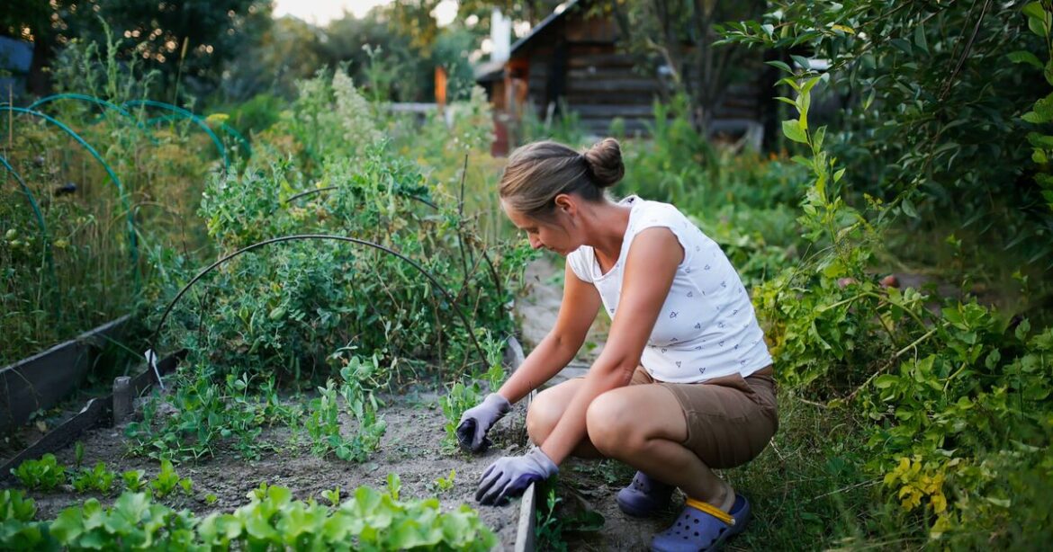 Five plants that will banish weeds as they make your garden more beautiful