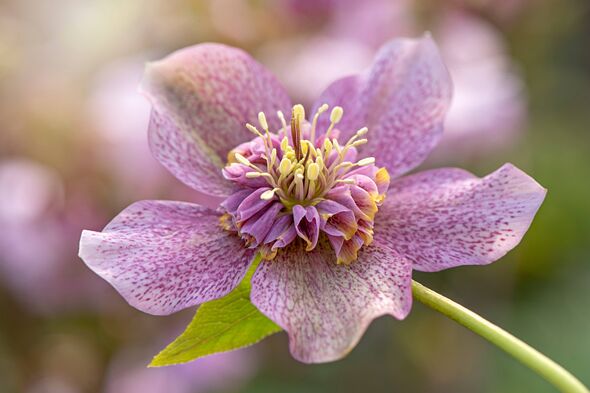 Hellebores