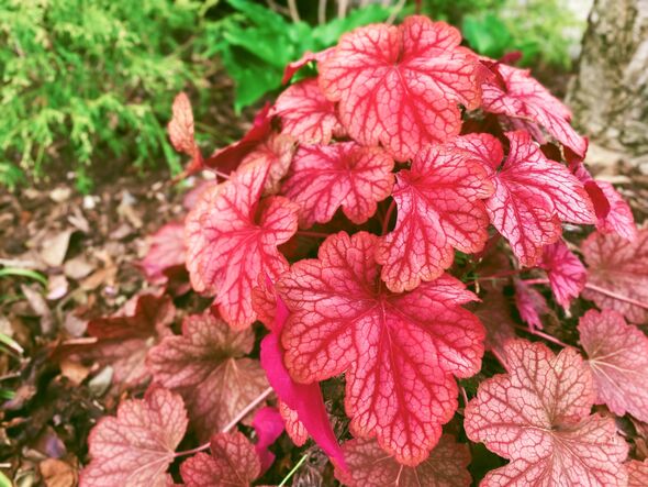 Close-up of 'Carnival Watermelon' heuchera in ornamental garden