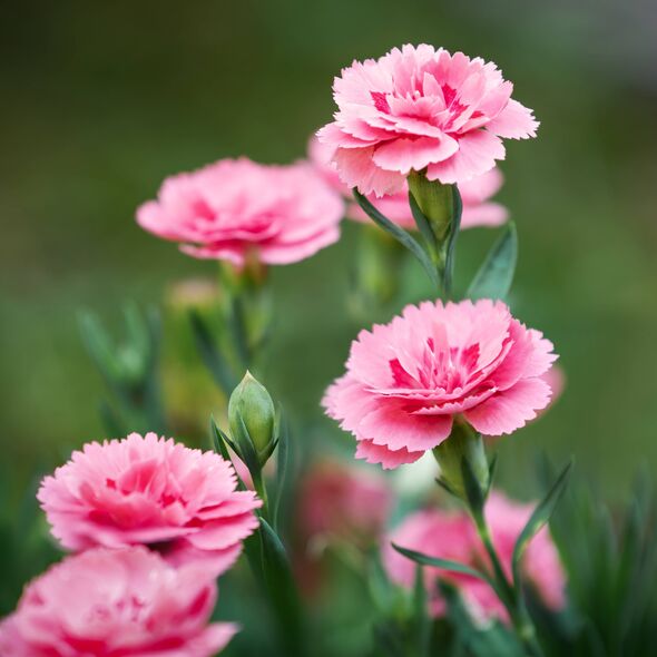 Lush bush of bicolor light and dark pink Dianthus caryophyllus of Caryophyllaceae,also called carnation Doris,growing in garden,