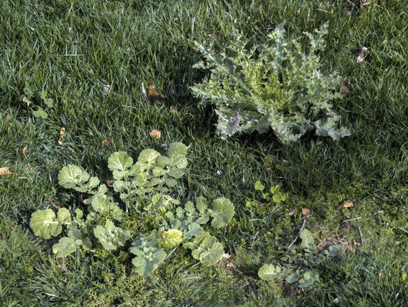 Various weeds growing in an unkept lawn