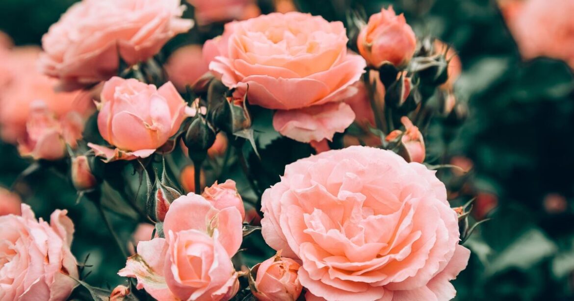 Rose bushes remain pest-free if you use 1 item Rose bushes remain pest-free if you use 1 item