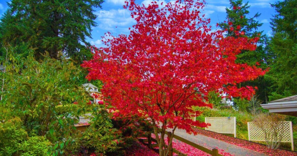 Japanese maples will bloom brilliantly if you pour 1 simple item onto their soil Japanese maples will bloom brilliantly if you pour 1 simple item onto their soil