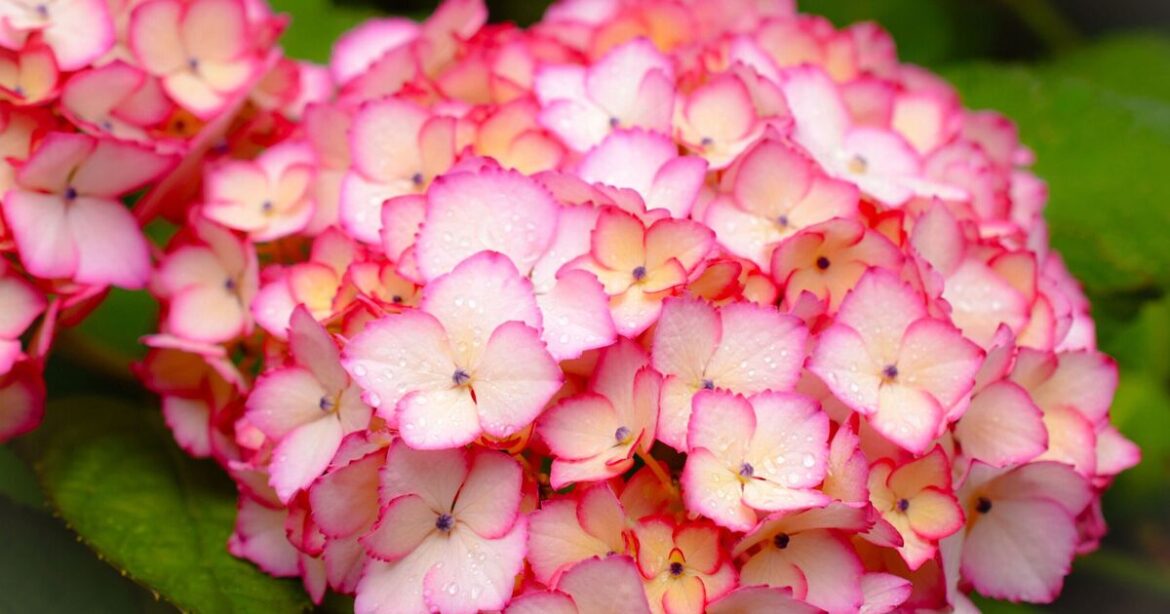 Hydrangeas grow healthy blooms if you add 1 scrap to soil