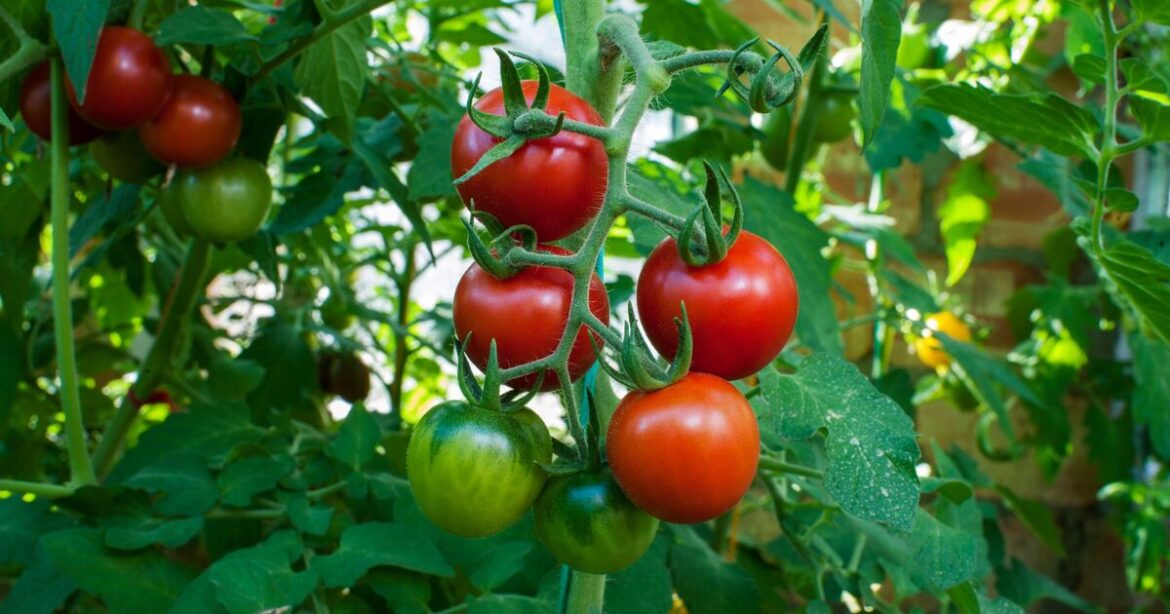 Tomatoes should never be planted in 10 places in your garden Tomatoes should never be planted in 10 places in your garden