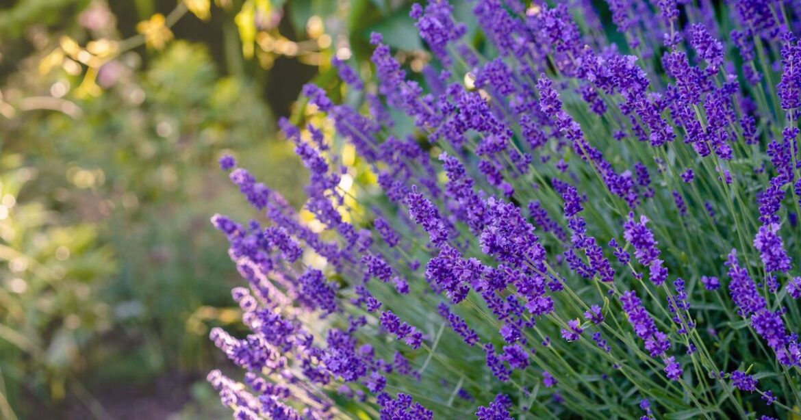Gardeners urged to plant lavender this week
