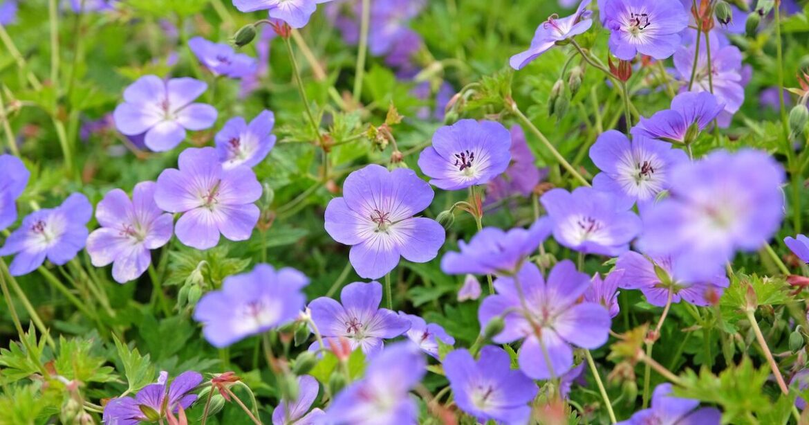5 plants to grow now for 'instant' colour that bloom all summer long