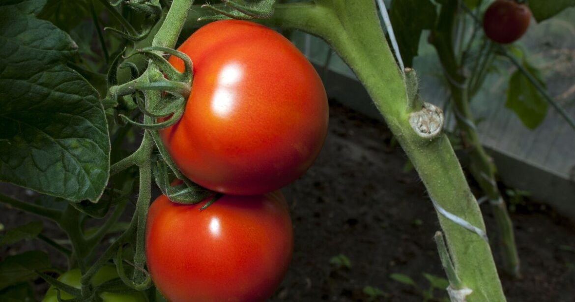 Gardeners can grow bigger tomatoes by doing one task in June
