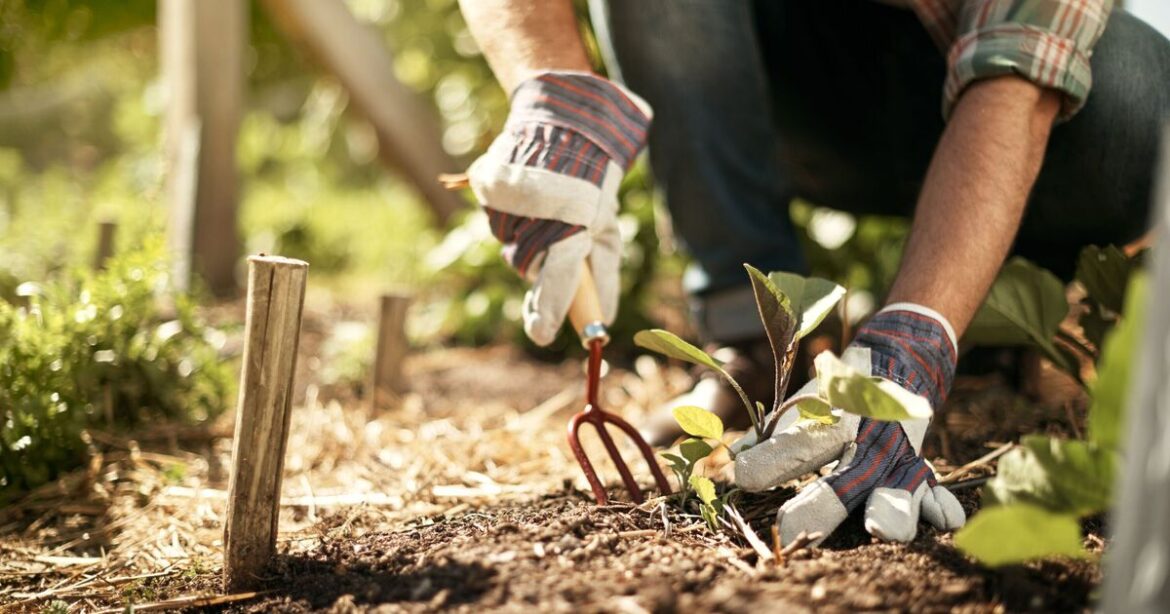 Gardeners urged to sprinkle cinnamon on plants for 1 key reason