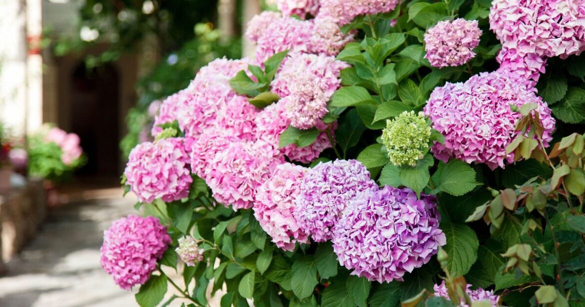 Gardeners urged to stop planting hydrangeas due to silent killer Gardeners urged to stop planting hydrangeas due to silent killer