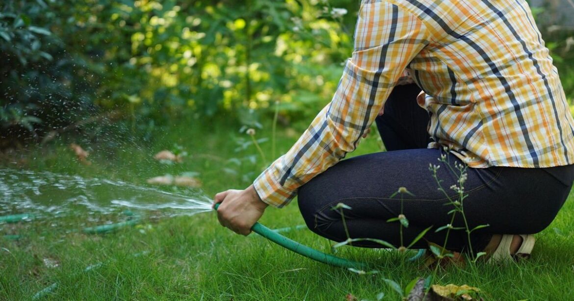 Grass will be greener, thicker and healthier after 1 gardening task Grass will be greener, thicker and healthier after 1 gardening task
