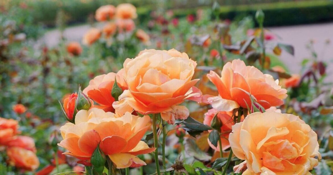Experts share the 2 things gardeners should do for healthier roses Experts share the 2 things gardeners should do for healthier roses