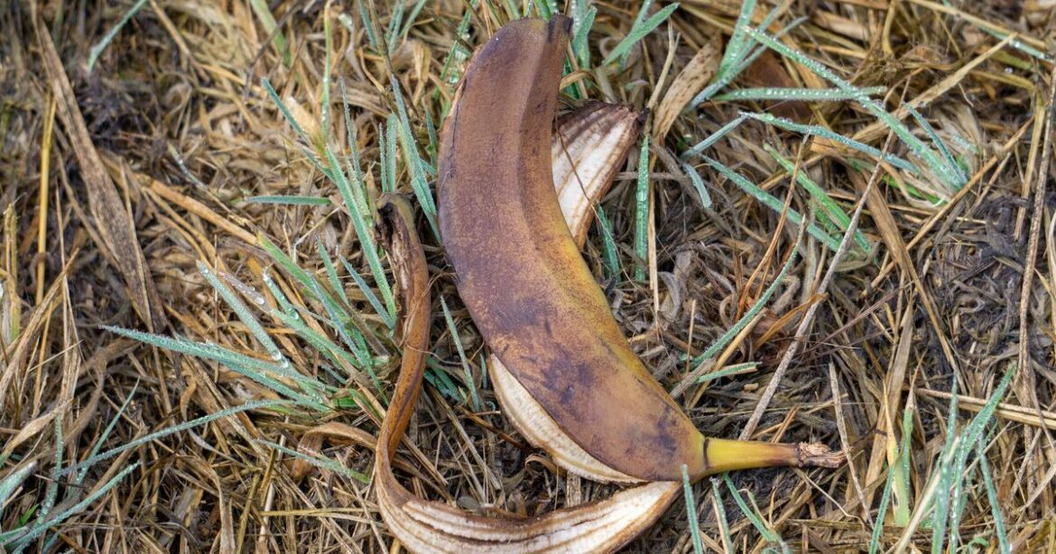 Gardeners urged to put banana peels in their garden