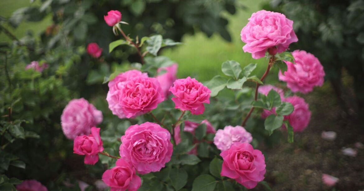 Roses will continue to thrive if you complete this 1 task properly Roses will continue to thrive if you complete this 1 task properly