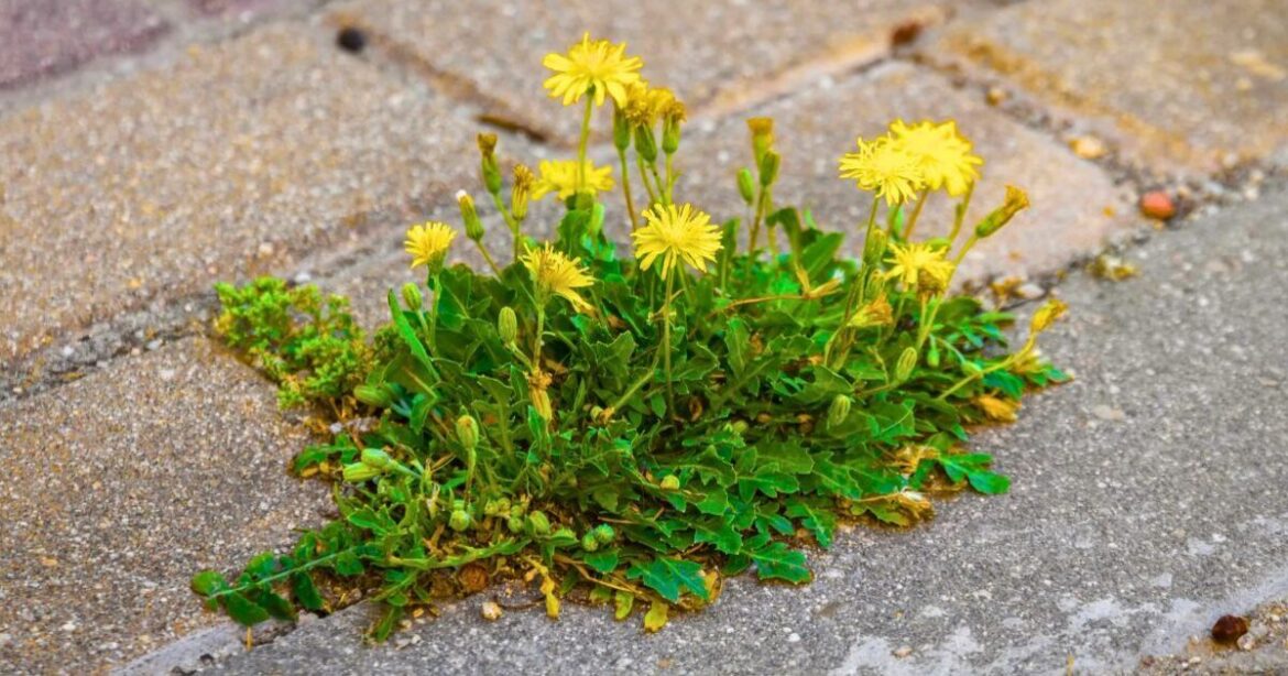 Patio weeds disappear for ages if you stop scrubbing and use 1 household item Patio weeds disappear for ages if you stop scrubbing and use 1 household item