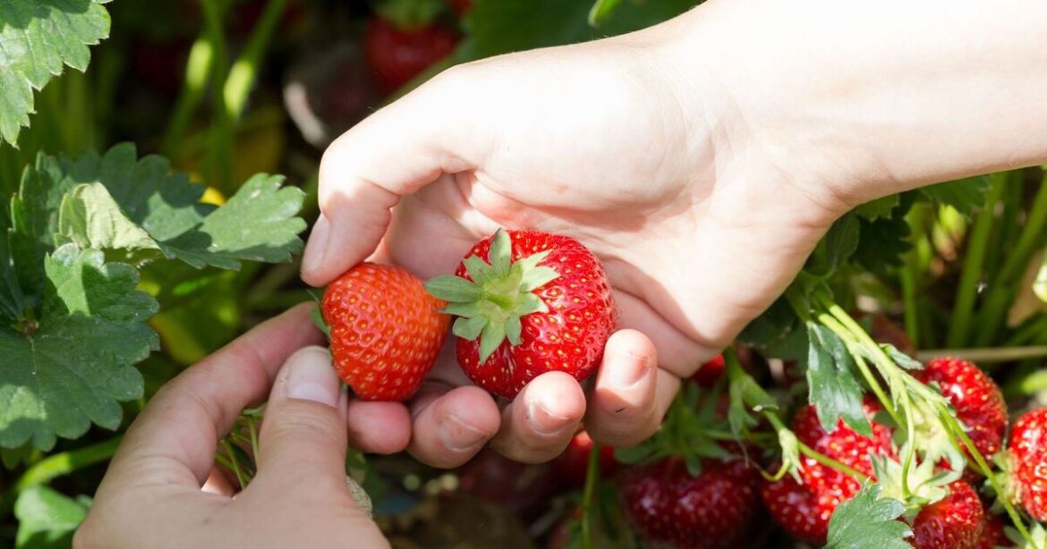 Berries thrive when 1 thing is added to garden Berries thrive when 1 thing is added to garden