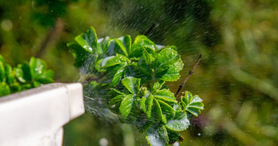 Roses stay healthy and pest-free if gardeners use 2-ingredient spray now