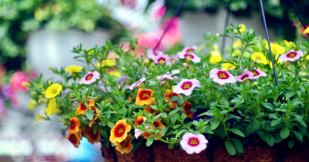Anyone with hanging baskets urged to do 1 simple task now