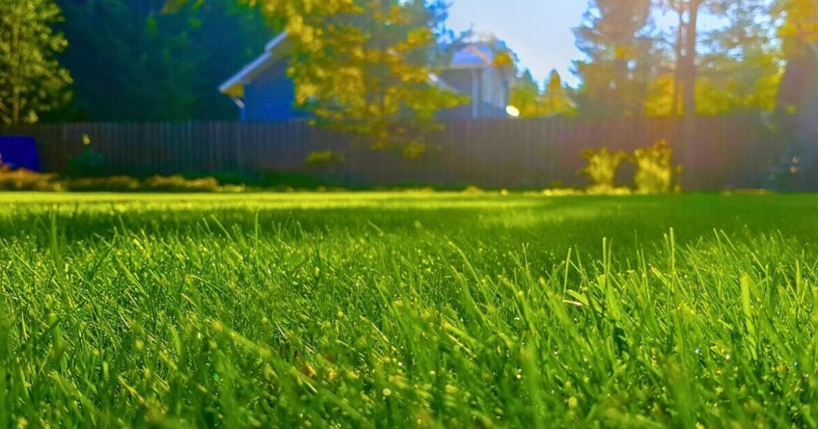 Lawns stay green in hot weather if you avoid 1 common mistake in June Lawns stay green in hot weather if you avoid 1 common mistake in June
