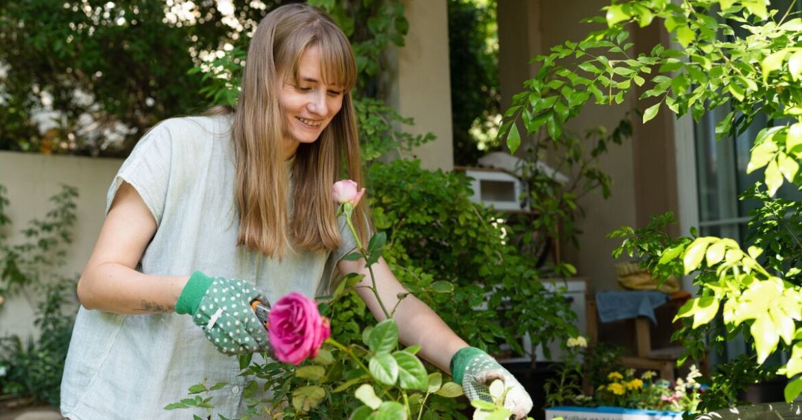 'Correct' method to deadhead a rose to 'get more flowers'