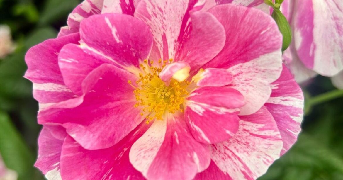 4 low-maintenance plants I’m now growing after visiting RHS' Chelsea Flower Show