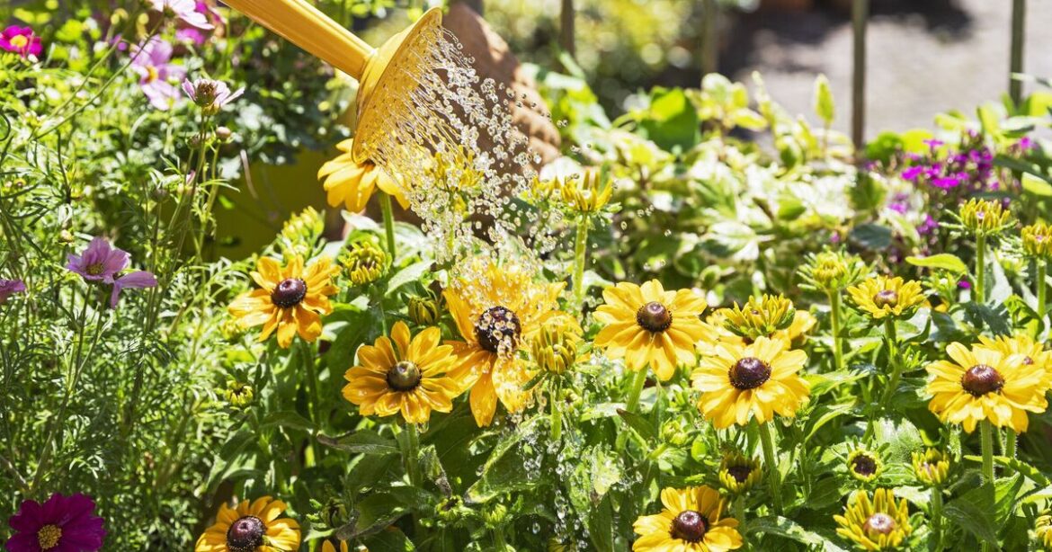 Gardeners must water plants at specific time of day in June Gardeners must water plants at specific time of day in June