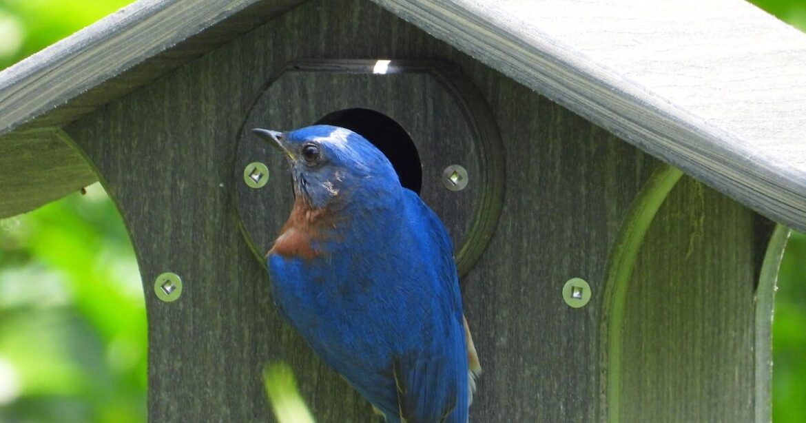 Gardeners with bird boxes told to avoid 3 common mistakes before summer