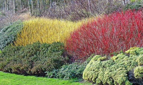 A shrub border proving foliage can steal the show