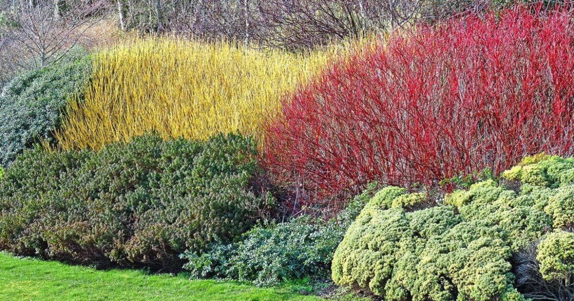 I'm a gardening expert – these 7 low-maintenance shrubs have colourful flowers