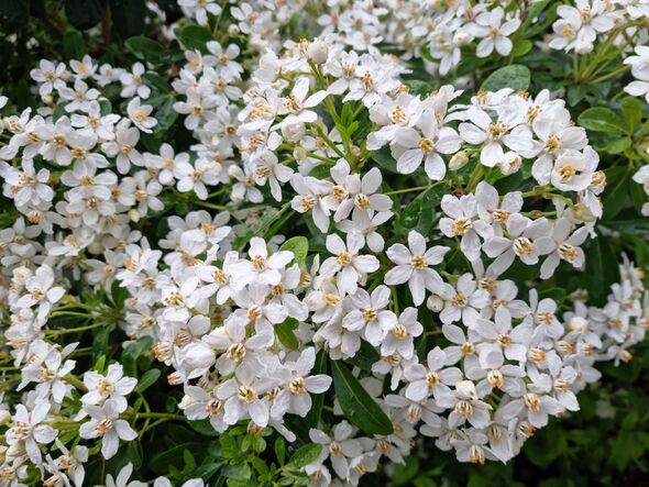 Choisya Ternata (Mexican Orange Blossom) Flowering in Cannobio, UNESCO Biosphere Ticino Valgrande Verbano
