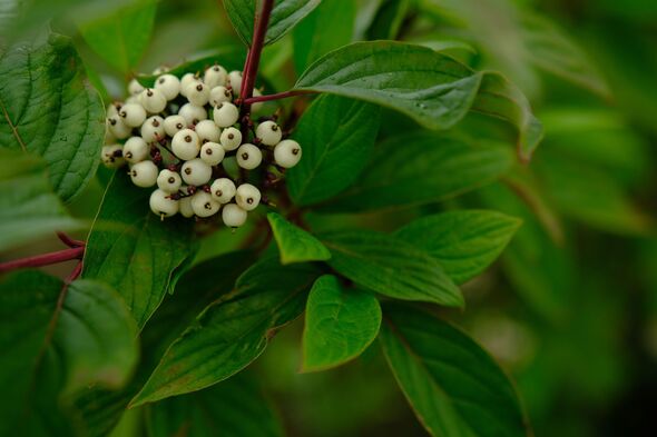 White berries of Cornus Alba Sibirica with selective blur