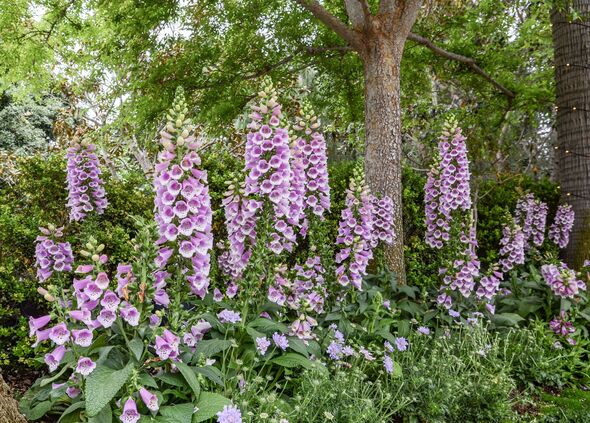 purple foxglove unusually beautiful grows in the garden close-up