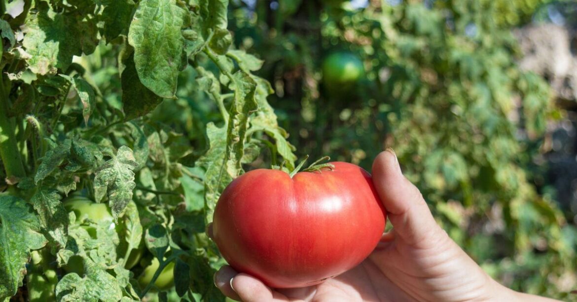 How to make tomatoes grow ‘bigger’ and ‘ripen faster’ with gardener’s task How to make tomatoes grow ‘bigger’ and ‘ripen faster’ with gardener’s task