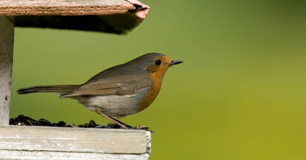Gardeners urged to avoid 3 common bird box mistakes Gardeners urged to avoid 3 common bird box mistakes