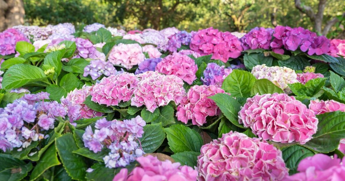 Hydrangeas will grow with ‘intense colour’ using 3 kitchen items Hydrangeas will grow with 'intense colour' using 3 kitchen items