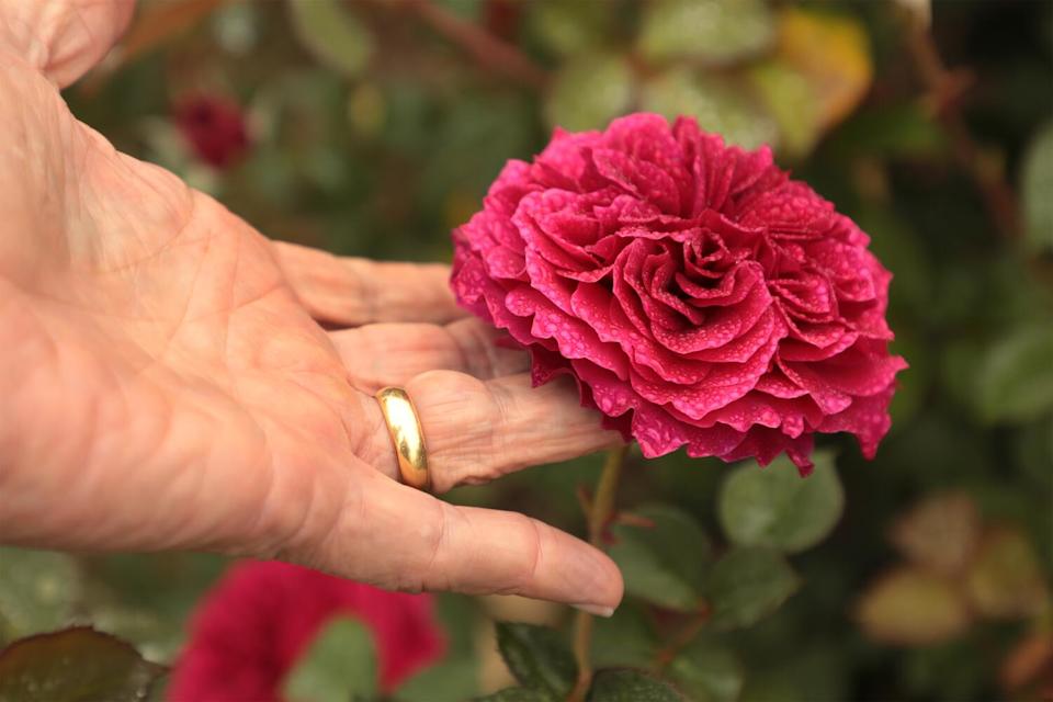 A man's hand with a gold wedding band tenderly supports a perfectly formed, purplish-red rose known as Prospero.