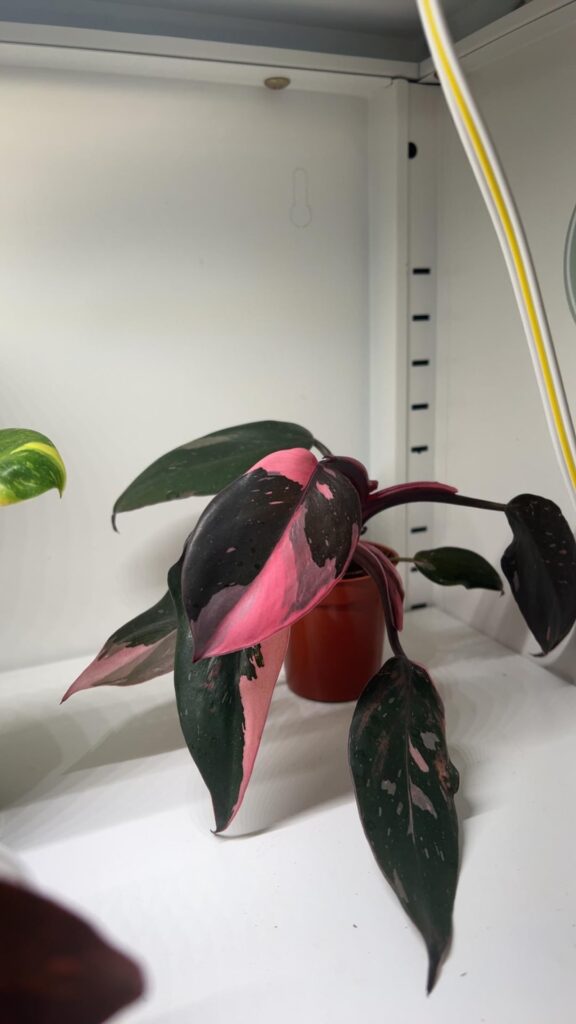 My husband always says all my plants look the same, but I know you all would appreciate these! My husband always says all my plants look the same, but I know you all would appreciate these!