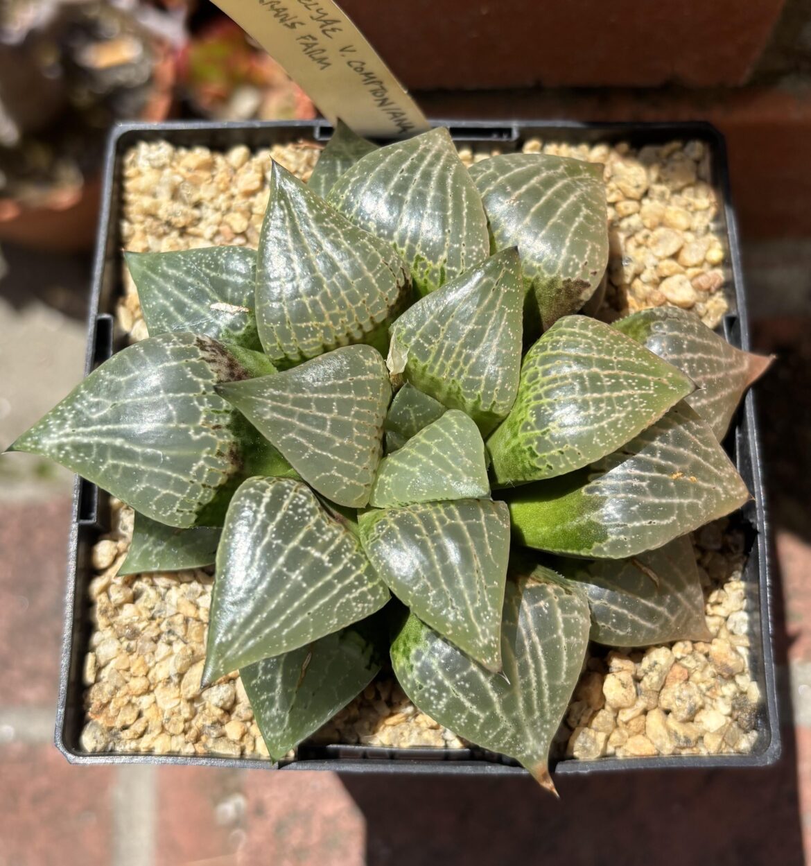 H. comptoniana, Vaalkranz