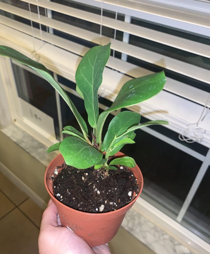 New to fiddle leaf fig life :)