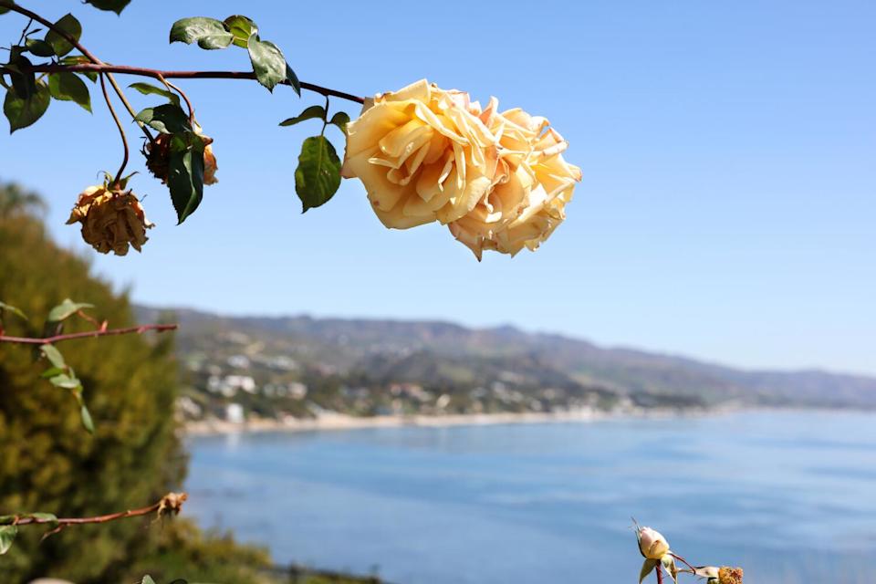 A pale butterscotch colored rose hangs in the air with a sweeping ocean view behind it