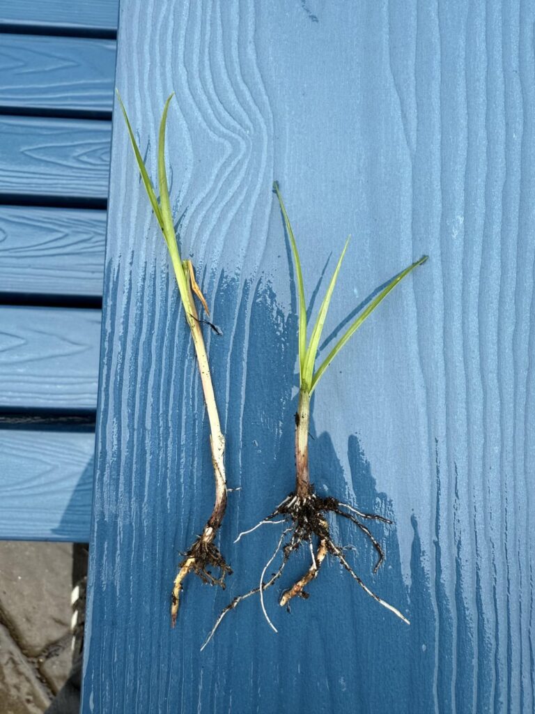 ID - What is this & how to prevent it? (NJ)