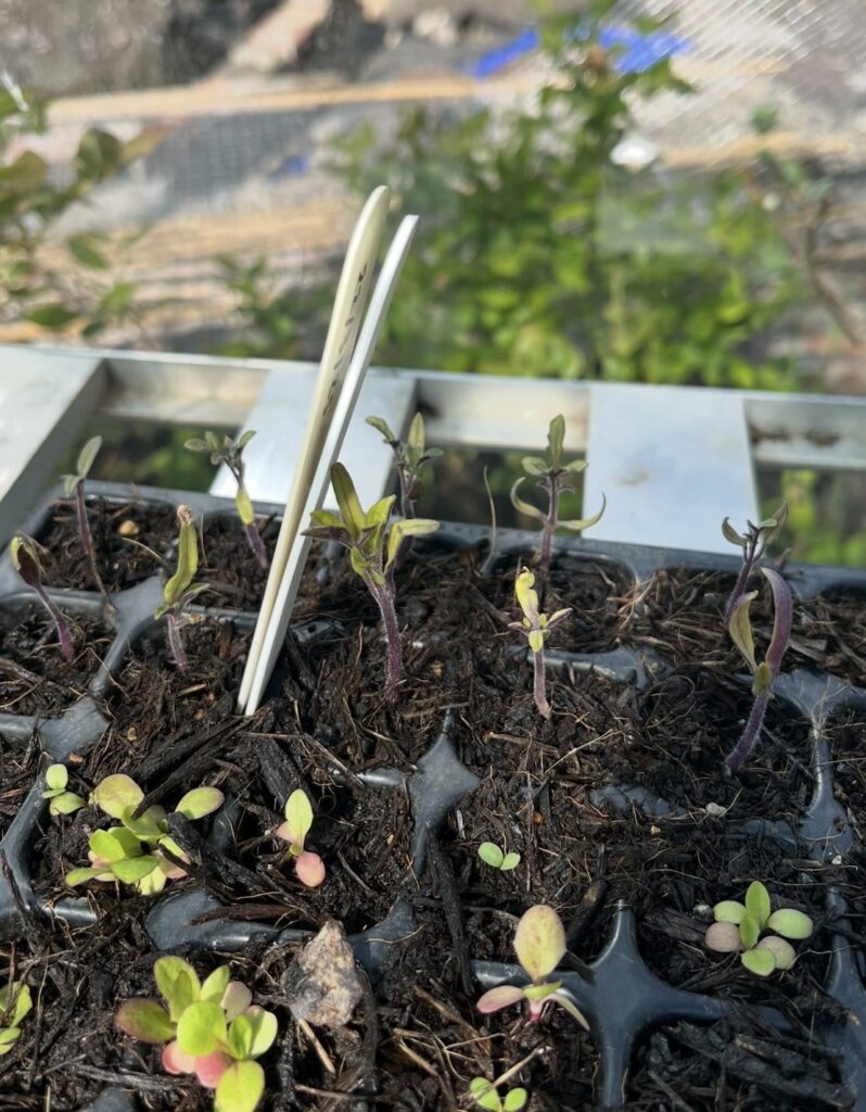 Tomato seedlings after 5 weeks...