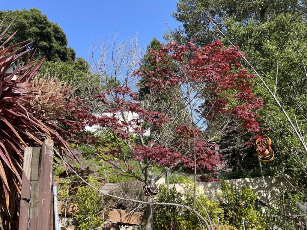 Neglected Japanese Maple – When/How to prune dead sections Neglected Japanese Maple - When/How to prune dead sections