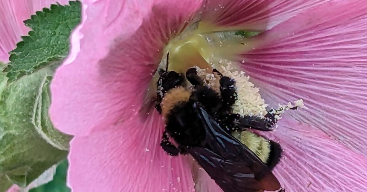 the birds and the bees the birds and the bees