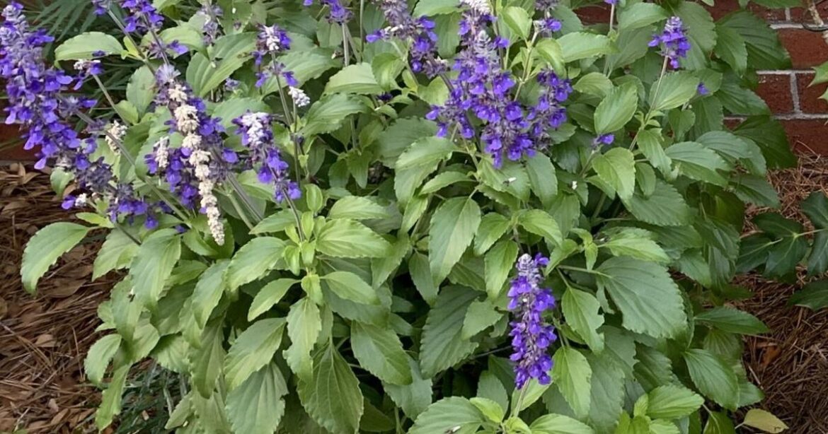 Flowers that bloom in May for Mother’s Day Flowers that bloom in May for Mother's Day